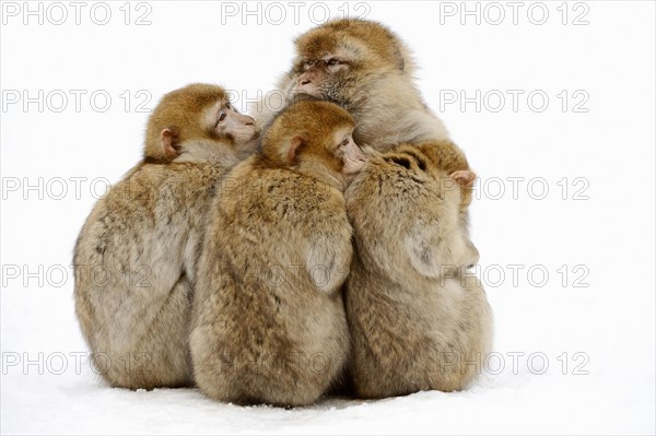 Barbary macaque (Macaca sylvanus)