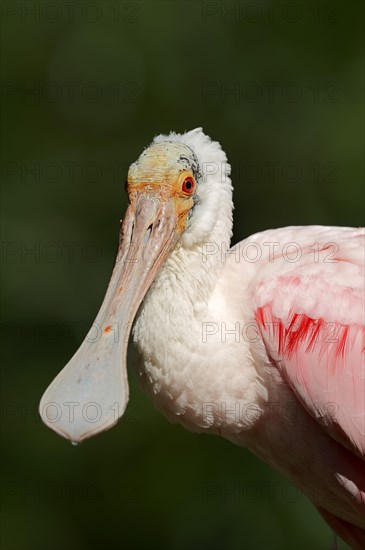 Roseate Spoonbill (Ajaia ajaja