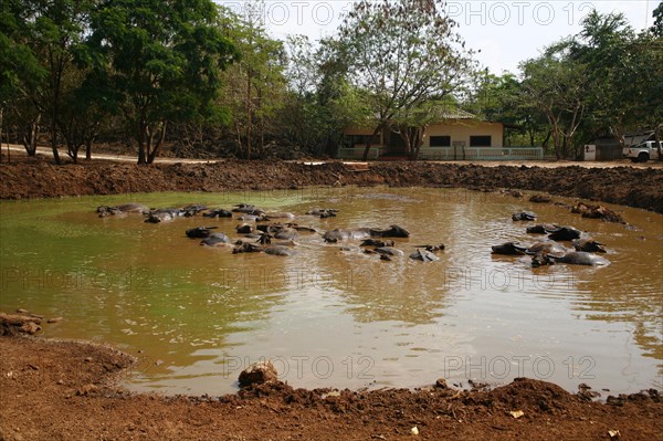 Water Buffalo (Bubalus arnee) in water