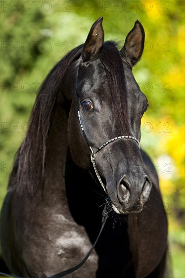 Arabian Thoroughbred Horse wearing a show halter