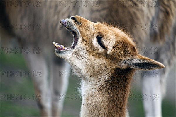 Vicuna (Vicugna vicugna)