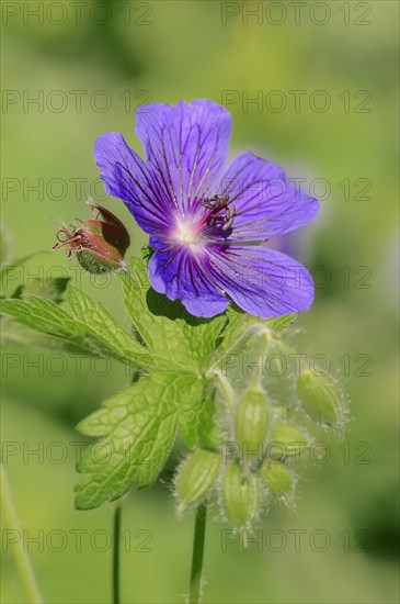 Caucasian Cranesbill