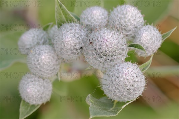 Downy Burdock (Arctium tomentosum)