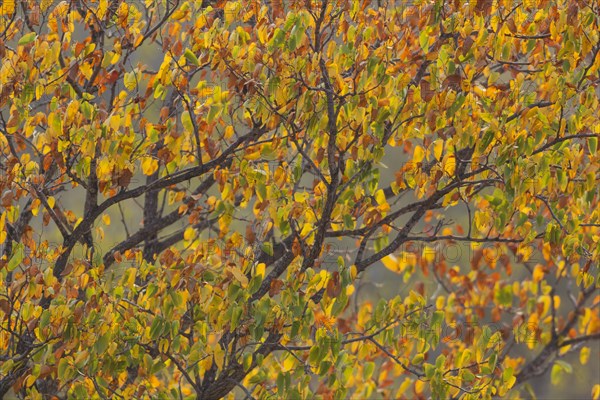 Mopane tree (Colophospermum mopane) in autumn colours