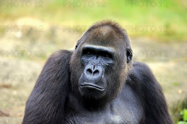 Western Lowland Gorilla (Gorilla gorilla gorilla)