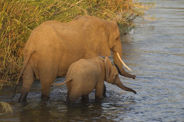 African Elephants (Loxodonta africana)