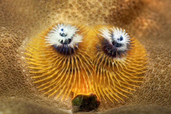 Christmas Tree Worms (Spirobranchus giganteus)