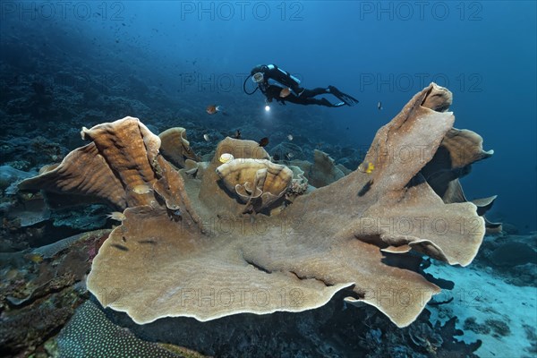 Pagoda Coral (Turbinaria mesenterina)