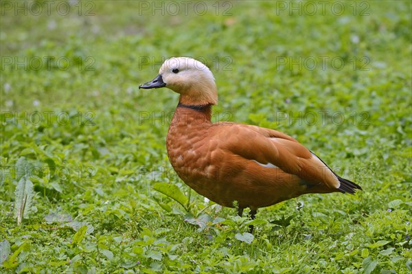 Ruddy Shelduck (Tadorna ferruginea)