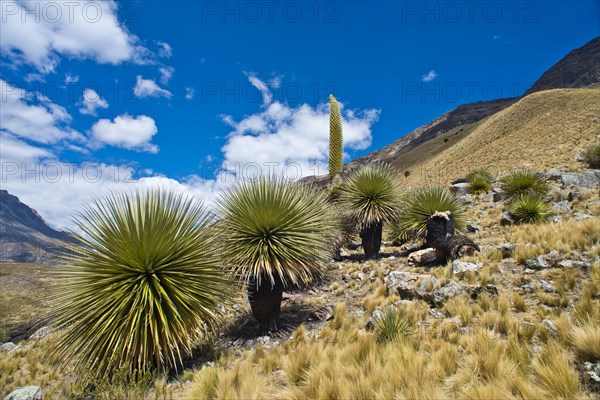 Queen of the Andes (Puya raimondii)