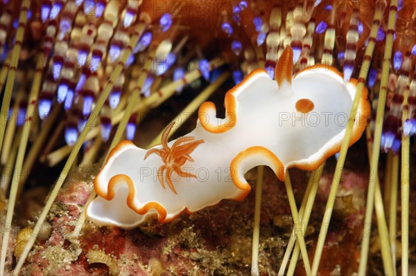 Glossodoris Nudibranch (Glossodoris Averni)