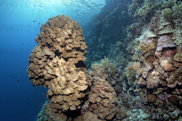 Coral reef with steep drop and protruding coral tower of a Dome Coral (Porites nodifera) Zarbagad Island