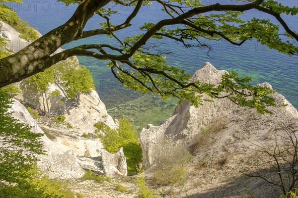 Common beech (Fagus sylvatica) grows on the chalk coast of Mons Klint