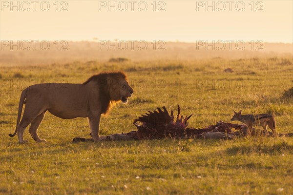 Male Lion (Panthera leo) with skeleton