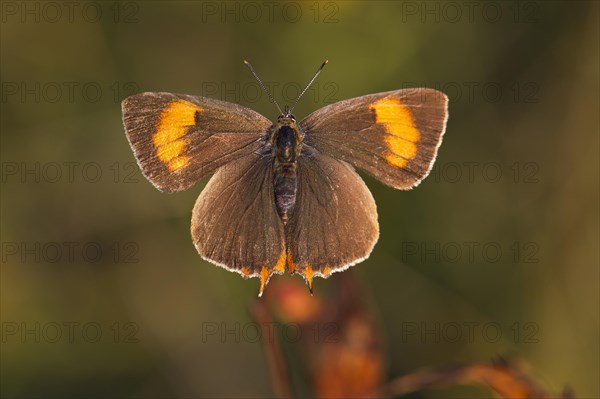 Brown Hairstreak (Thecla betulae)