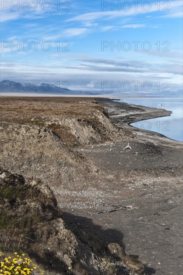 Coastal landscape