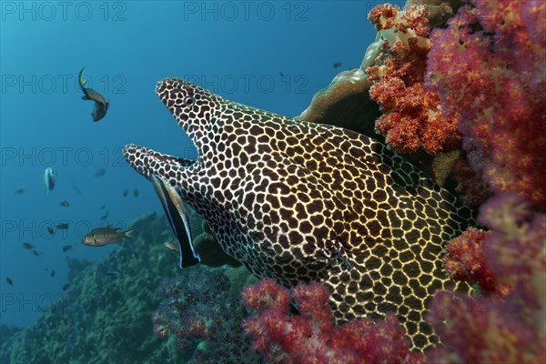 Honeycomb Moray (Gymnothorax favagineus)