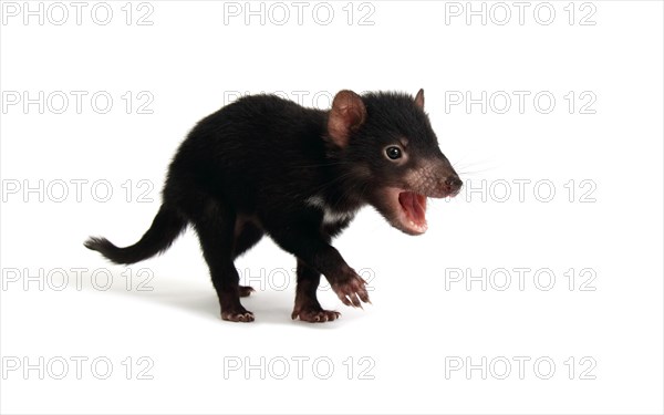 Tasmanian Devil (Sarcophilus harrisii)