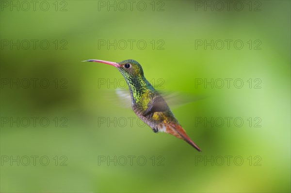 Rufous-tailed Hummingbird (Amazilia tzacatl)