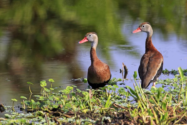 Two Black-bellied Whistling Ducks (Dendrocygna autumnalis)