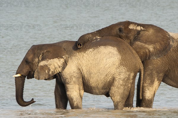 African elephants (Loxodonta africana) playfighting at the Namutoni water hole