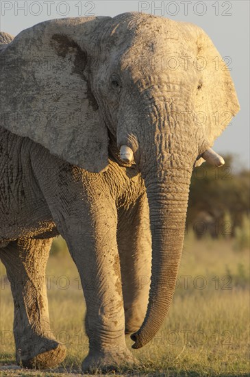 African Elephant (Loxodonta africana)