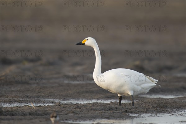 Tundra Swan (Cygnus bewickii)