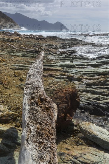 Driftwood on the coast