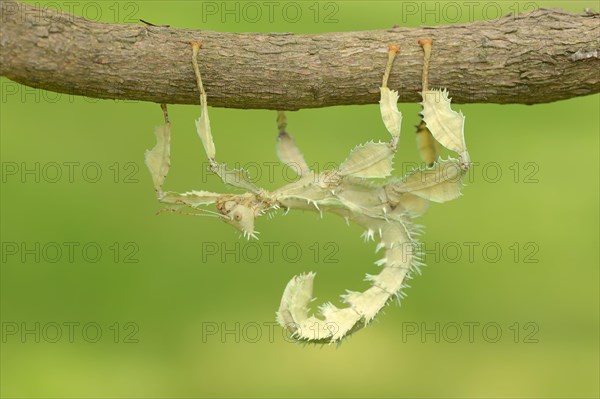 Giant Prickly Stick Insect (Extatosoma tiaratum)