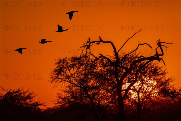 Bar-headed geese (Anser indicus) in flight at sunset
