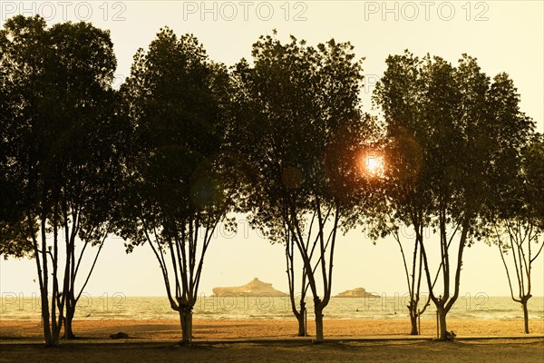 Trees by the sea at sunset