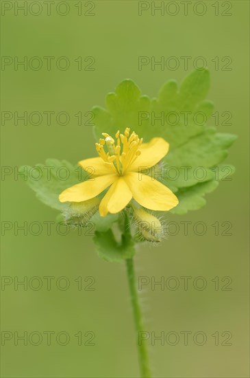 Greater celandine (Chelidonium majus)