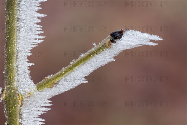 Ice structures on a branch