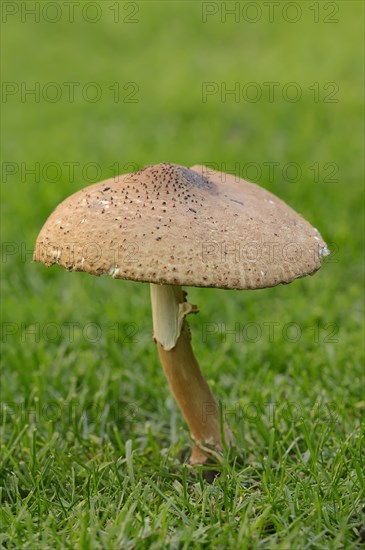 Freckled Dapperling (Lepiota aspera)