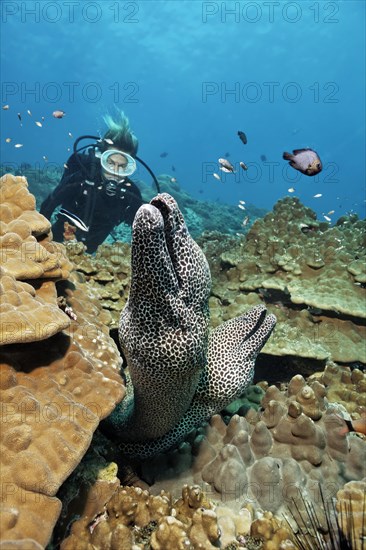 Two Laced Morays (Gymnothorax favagineus) at a coral reef