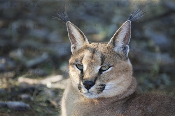 Caracal (Caracal caracal)