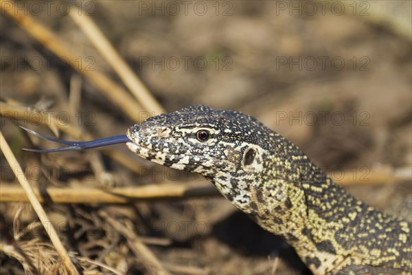 Nile Monitor (Varanus niloticus)