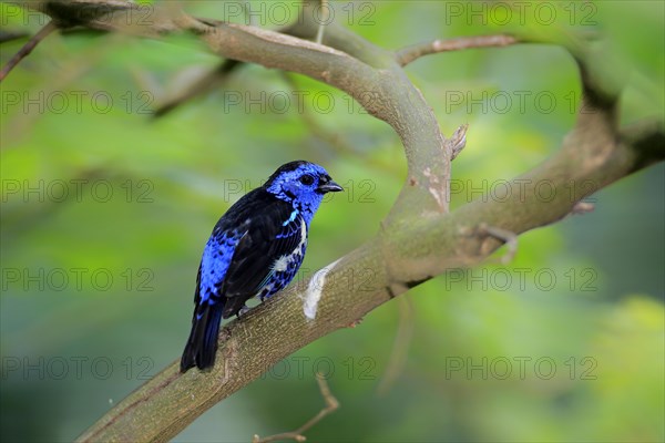 Turquoise Tanager (Tangara mexicana)