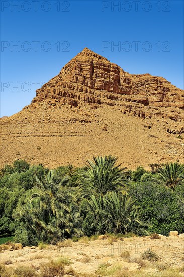 Palm trees growing in the river bed of the Ziz Gorges