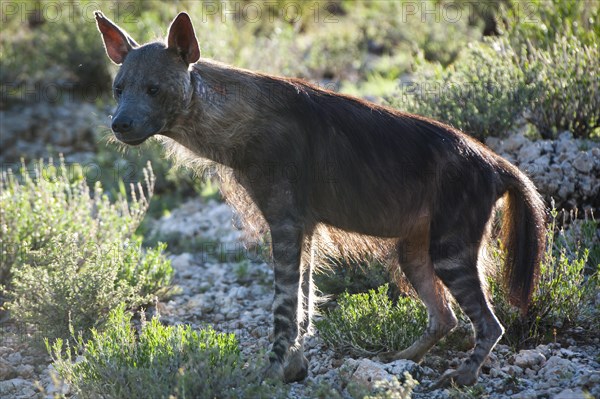 Brown Hyena (Parahyaena brunnea)