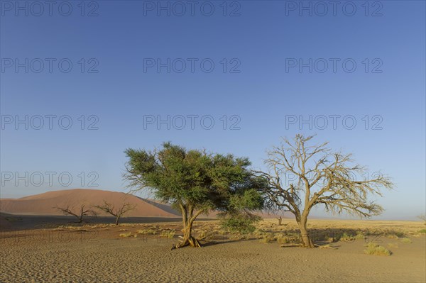 A living tree and a dead tree in the Tsauchab Valley