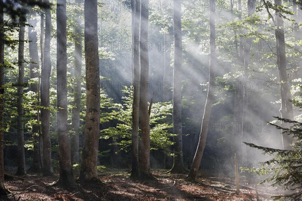 Sun rays penetrating the morning mist in Boisgrand Forest