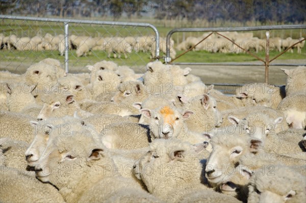 Sheep in an enclosure