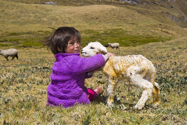 A little girl of the Quechua Indians sitting on a mountain meadow and holding a newborn lamb in her arms