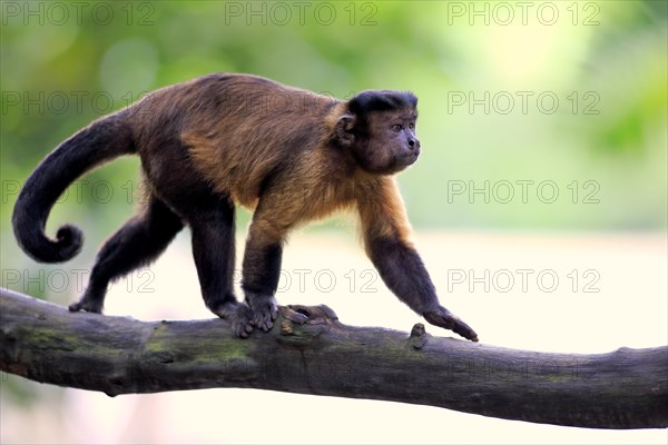 Brown Capuchin or Tufted Capuchin (Cebus apella)