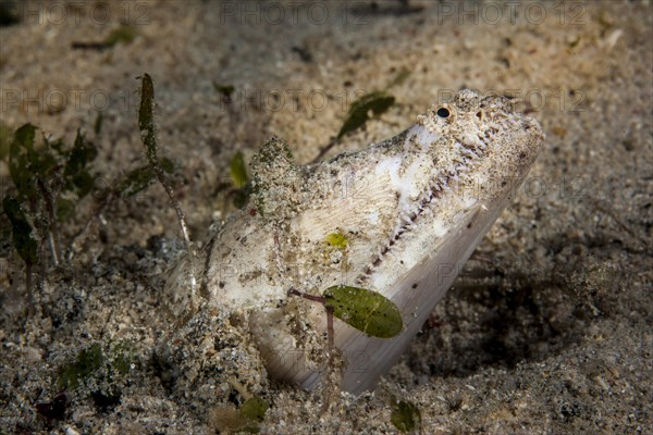 Crocodile Snake Eel (Brachysomophis crocodilinus)