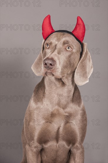 Weimaraner dog as a devil