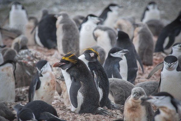A pair of Macaroni Penguins (Eudyptes chrysolophus) breeds in a colony of Chinstrap penguins (Pygoscelis antarctica)