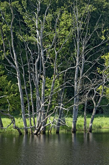 Dead trees on the moor lake in the Seachtn kettle-hole mire in Andechs