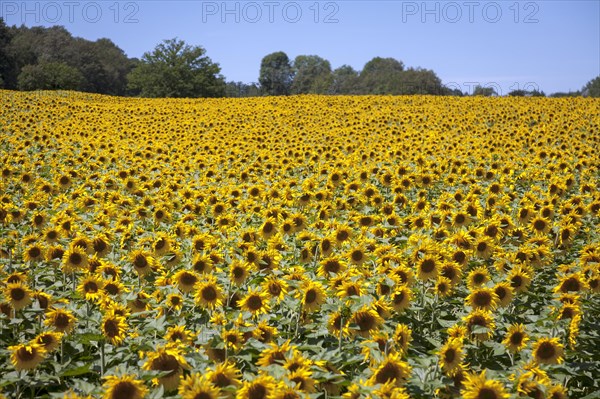 Field of giant yellow sunflowers (Helianthus annuus) in bloom in summer